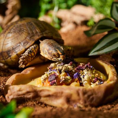 Show full view: Zoo Med Tortoise & Box Turtle Flower Food Topper, 0.21-oz bag slide 4 of 5