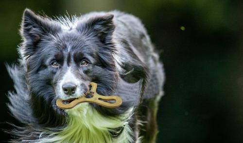 Show full view: ZoomaChew Large Fetchin' Flyers Dog Treats, 3 count slide 6 of 8