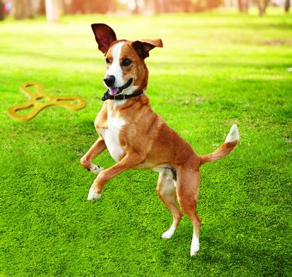 Show full view: ZoomaChew Small Fetchin' Flyers Dog Treats, 7 count slide 6 of 7