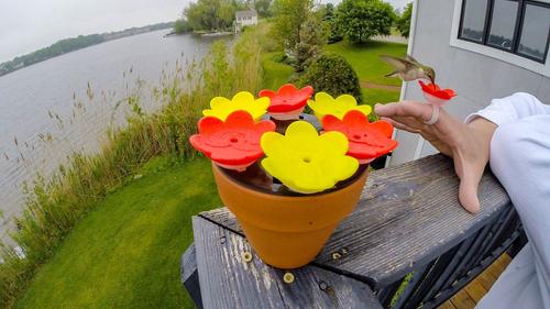 Show full view: ZUMMR Hummingbird Ring Bird Feeder, 2 count slide 9 of 11