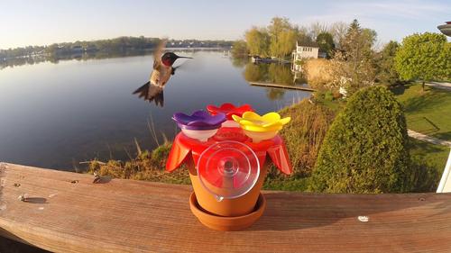 Show full view: ZUMMR Hummingbird Ring Bird Feeder, 2 count slide 8 of 11