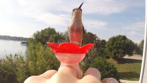 Show full view: ZUMMR Hummingbird Ring Bird Feeder, 3 count slide 8 of 11