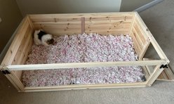 Zylina 1 Bay Healthy Habitat Guinea Pig & Hedgehog Habitat, Natural Wood, 40 x 24 x 12-in slide 2 of 9