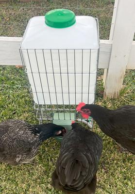 Show full view: Zylina Automatic Chicken Waterer in Casing, 5-gal slide 6 of 8