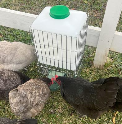Show full view: Zylina Automatic Chicken Waterer in Casing, 5-gal slide 5 of 8