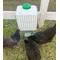 Show in main carousel: Zylina Automatic Chicken Waterer in Casing, 5-gal slide 4 of 8