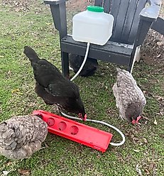 Zylina Automatic Chicken Waterer Kit, 2.6-gal slide 2 of 7