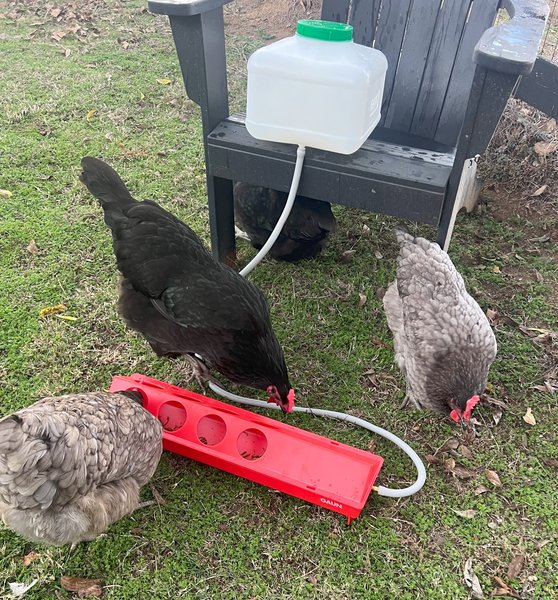 Zylina Automatic Chicken Waterer Kit, 2.6-gal
