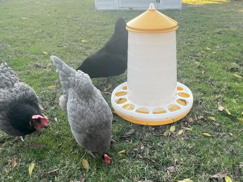 Show full view: Zylina Bio Chicken Feeder, 35-lbs slide 4 of 9