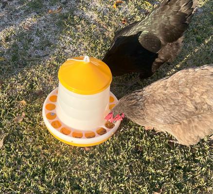 Show full view: Zylina Bio Chicken Feeder, 8-lbs slide 8 of 8