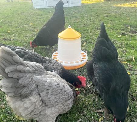 Show full view: Zylina Bio Chicken Feeder, 8-lbs slide 3 of 8