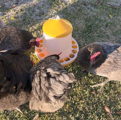 Show full view: Zylina Bio Chicken Feeder, 8-lbs slide 4 of 8