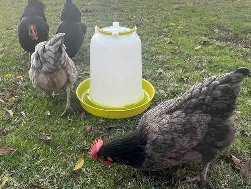 Show full view: Zylina Bio Chicken Waterer, 2.5-gal slide 4 of 8