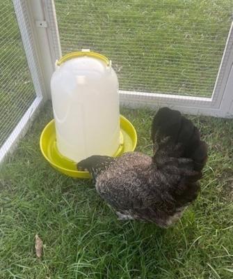 Show full view: Zylina Bio Chicken Waterer, 2.5-gal slide 3 of 8