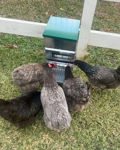 Zylina Chicken Treadle Feeder, 22-lbs