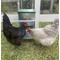 Show in main carousel: Zylina Chicken Treadle Feeder, 22-lbs slide 6 of 7