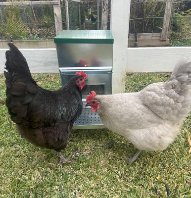 Show full view: Zylina Chicken Treadle Feeder, 22-lbs slide 6 of 7