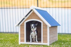 Zylina Country Lodge PVC Roof Pine Wood Dog Outdoor Dog House, Brown, Medium slide 2 of 7