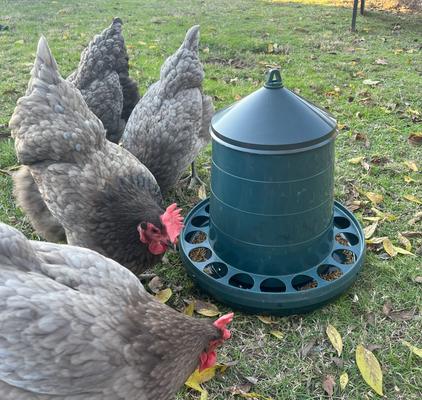 Show full view: Zylina Eco Recycled Chicken Feeder, 17-lbs slide 3 of 8