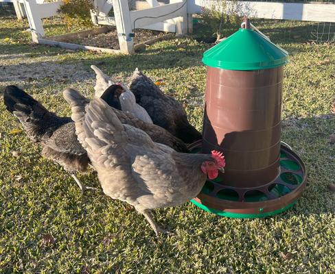 Show full view: Zylina Eco Recycled Chicken Feeder, 35-lbs slide 3 of 8