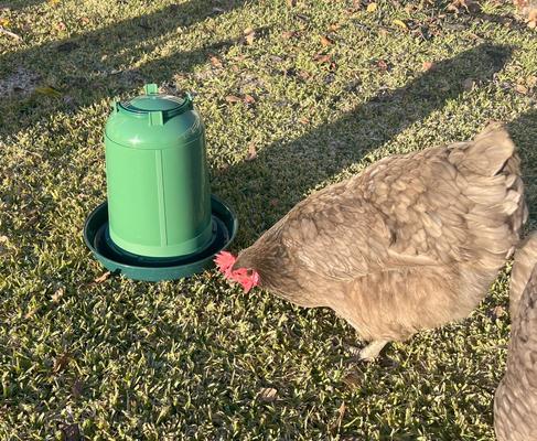 Show full view: Zylina Eco Recycled Chicken Waterer, 1.3-gal slide 4 of 8