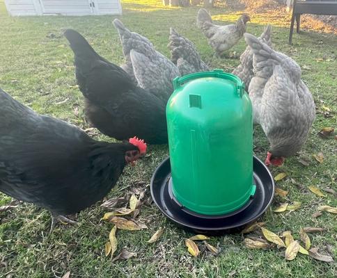 Show full view: Zylina Eco Recycled Chicken Waterer, 1.3-gal slide 3 of 8
