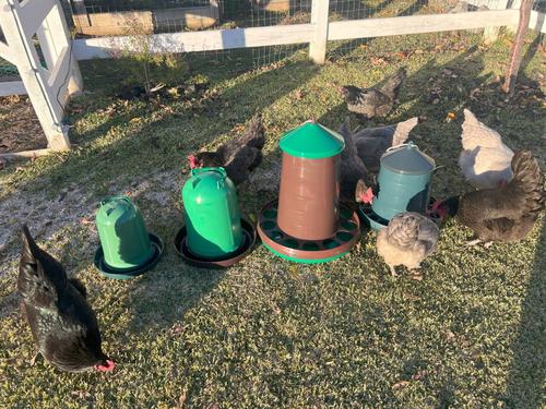 Show full view: Zylina Eco Recycled Chicken Waterer, 2.6-gal slide 7 of 8