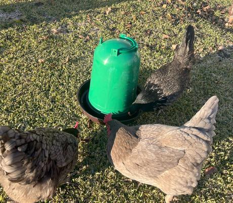 Show full view: Zylina Eco Recycled Chicken Waterer, 2.6-gal slide 3 of 8