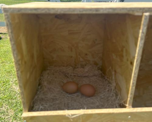 Show full view: Zylina Extra Thick Chicken Nesting Pads, 13 x 13 x 2-in, 10 count slide 3 of 8