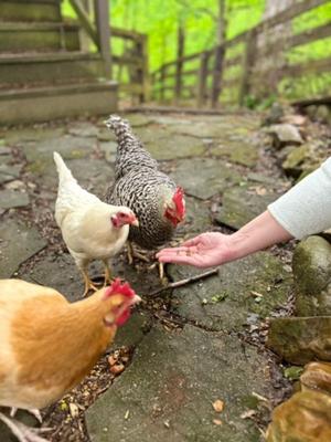 Show full view: Zylina Healthy Grubs Black Soldier Fly Larvae Chicken Treats, 10-oz bag slide 5 of 8