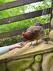 Zylina Healthy Grubs Black Soldier Fly Larvae Chicken Treats, 30-oz bag slide 2 of 8