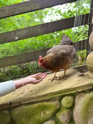 Show full view: Zylina Healthy Grubs Black Soldier Fly Larvae Chicken Treats, 30-oz bag slide 6 of 8