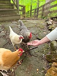 Zylina Healthy Grubs Black Soldier Fly Larvae Chicken Treats, 5-lb bag slide 2 of 8