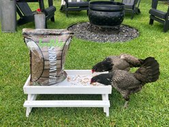 Zylina Healthy Mealworms Chicken Treats, 30-oz bag slide 2 of 9