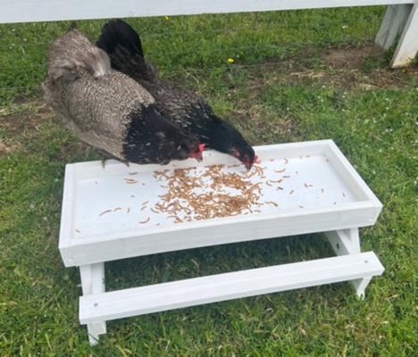 Show full view: Zylina Healthy Mealworms Chicken Treats, 30-oz bag slide 6 of 9