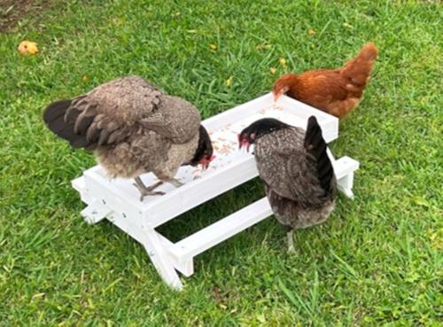 Show full view: Zylina Healthy Mealworms Chicken Treats, 30-oz bag slide 5 of 9