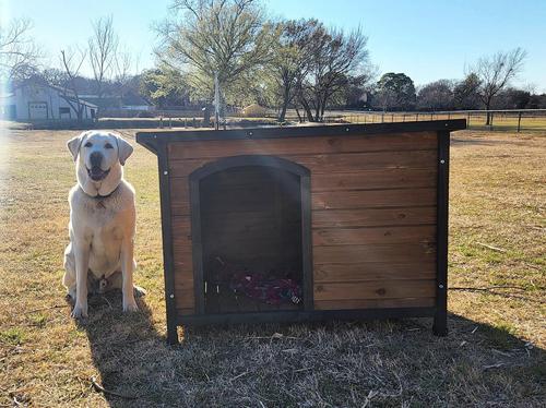 Show full view: Zylina Large Cabin Asphalt Roof Pine Wood Outdoor Dog House, Brown, Medium slide 5 of 9