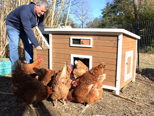 Show full view: Zylina Nesting & Roosting Box with Outer Egg Box slide 4 of 9