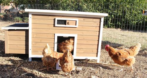 Show full view: Zylina Nesting & Roosting Box with Outer Egg Box slide 5 of 9