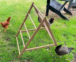 Zylina Play-N-Roost Chick Activity Center