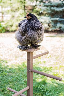 Show full view: Zylina Play-N-Roost Double Roosting Perch slide 3 of 10