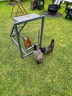 Show full view: Zylina Play-N-Roost Roosting Ladder & Swing Bird Toy slide 7 of 9