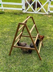 Zylina Play-N-Roost Roosting Ladder