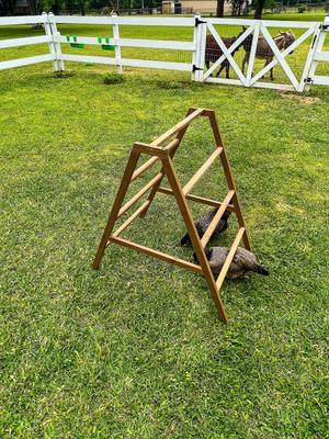 Show full view: Zylina Play-N-Roost Roosting Ladder slide 6 of 9