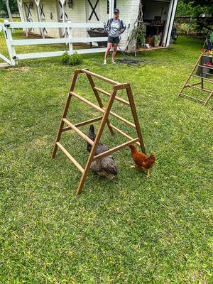 Show full view: Zylina Play-N-Roost Roosting Ladder slide 7 of 9