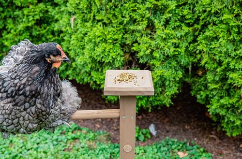 Show full view: Zylina Play-N-Roost Single Roosting Perch slide 4 of 10