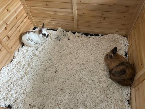 Show full view: Zylina Raised House Small Pet Habitat, Natural Wood, 48 x 40 x 40in slide 7 of 10