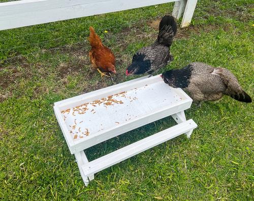 Show full view: Zylina Snack-n-Feed Picnic Table slide 3 of 9