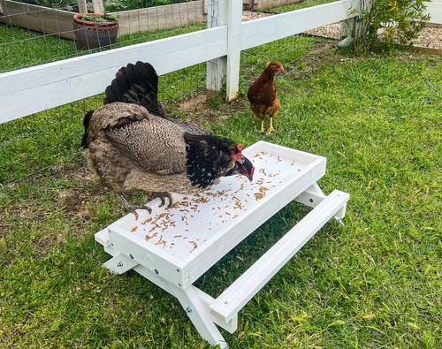 Show full view: Zylina Snack-n-Feed Picnic Table slide 5 of 9