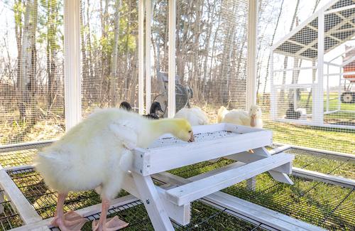 Show full view: Zylina Snack-n-Feed Picnic Table slide 6 of 9